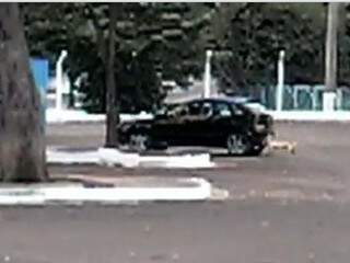 Funcionários do CCZ filmaram cachorro seguindo o carro (Foto: Reprodução)