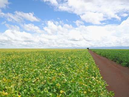 Plantio da soja termina com 2,3 mi de hectares cultivados no Estado