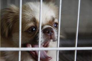 Cachorro piquenês está na gaiola, à venda por R$ 700,00. (Foto: Cleber Gellio)
