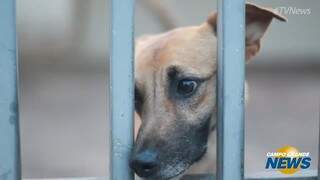 S&oacute;s em casa, c&atilde;es s&atilde;o alimentados por vizinhos no Maria Aparecida Pedrossian
