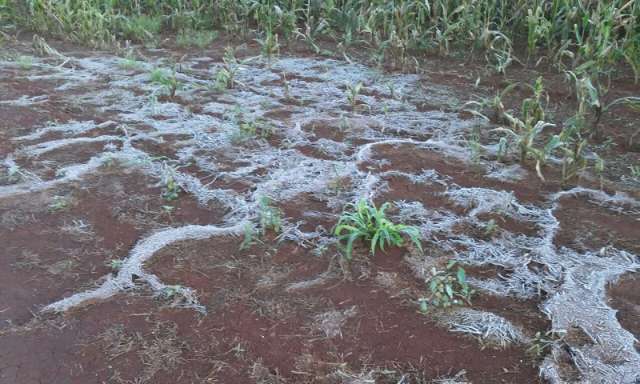 Estiagem prejudica produ&ccedil;&atilde;o de milho e perda chega a 6,1 mil hectares