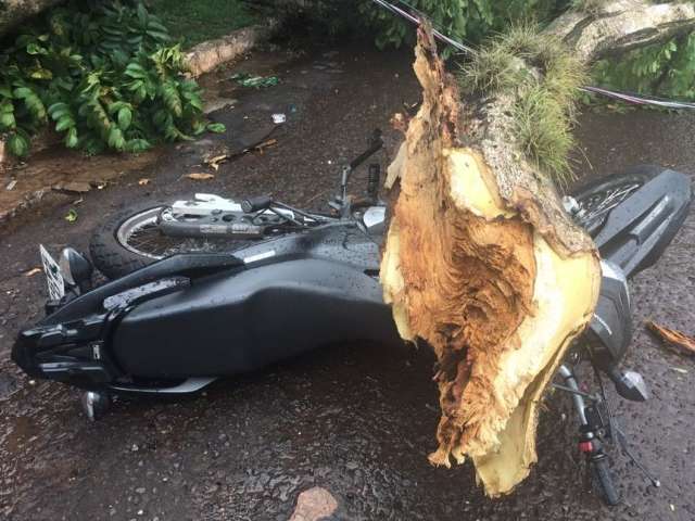 Durante chuva com ventos, &aacute;rvore cai sobre motocicleta no Jardim dos Estados 