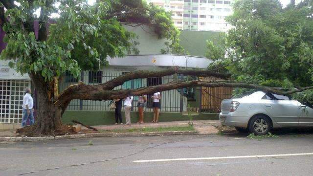 Galhos de &aacute;rvore caem sobre im&oacute;vel e carro no Centro de Campo Grande