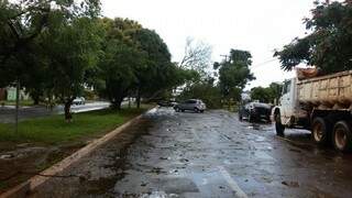 Árvore caiu no na avenida Marinha, no bairro Coophavila II (Foto: Direto das Ruas)