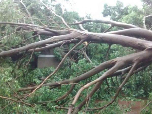 Chuva durante a madrugada provoca queda de &aacute;rvores e de barrac&atilde;o