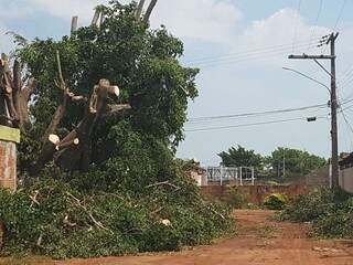Árvore caída após temporal na região da Avenida Três Barras (Foto: André Bittar)