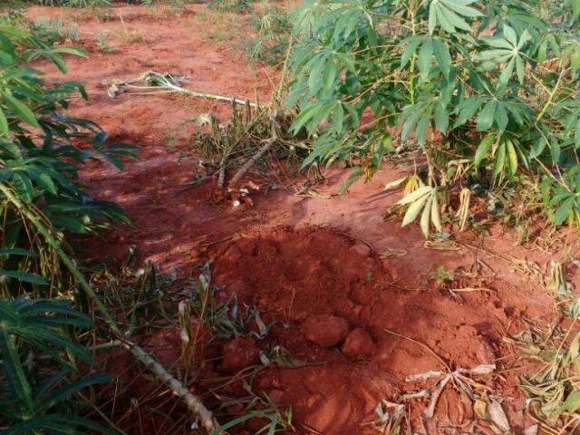 Ladr&atilde;o que foi violado com mandioca foge de dentro da Santa Casa 