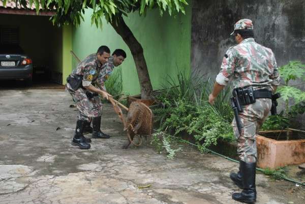 Duas capivaras s&atilde;o resgatadas ap&oacute;s invadirem resid&ecirc;ncias em Dourados