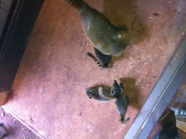 V&iacute;deo mostra filhote pedindo &quot;socorro&quot; e sendo resgatado pela m&atilde;e quati