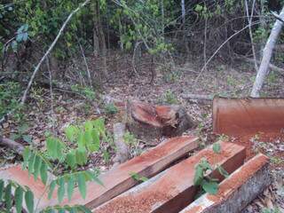 Os militares constataram o corte de 15 árvores das espécies jatobá, angico e feveiro. (Foto: divulgação)