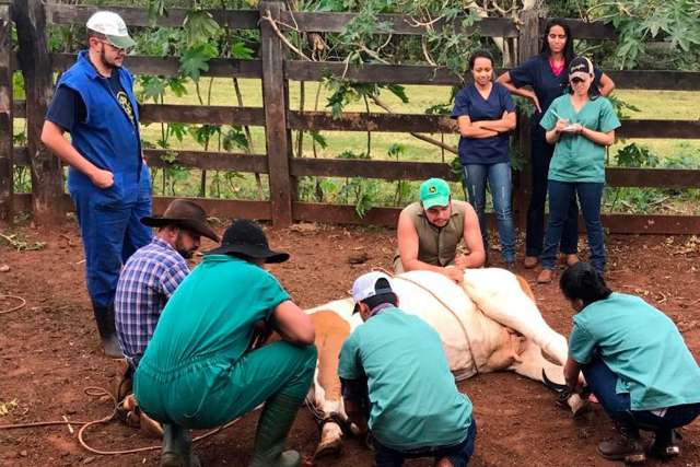 Plano 2 em 1 d&aacute; desconto em cursos de Auxiliar de Veterin&aacute;rio e Groomer