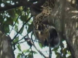 Imagem mostra onça em cima de uma árvore sob a mira de caçadores. (Foto: Reprodução)