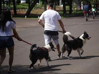Para a boa convivência, vale o alerta de manter cães sempre na coleira Para a boa convivência, vale o alerta de manter cães sempre na coleira