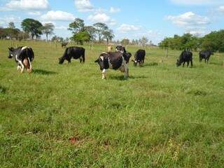 Gado pastando em propriedade de MS; produção pecuária do Estado se destaca nacionalmente (Foto: Divulgação)