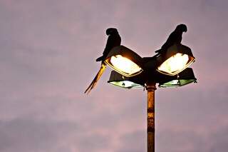 Pássaros &quot;estacionados&quot; sobre poste de luz em Campo Grande. (Foto: Cleber Gellio)