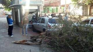 Antes de colidir com a banca, condutora derrubou uma árvore de pequeno porte (Foto: Cleber Gellio)