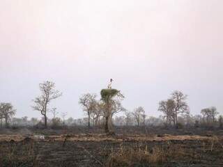 Incêndios intensificados neste ano impactaram sobre a reprodução de aves como Tuiuiú (Foto: Paulo Francis)