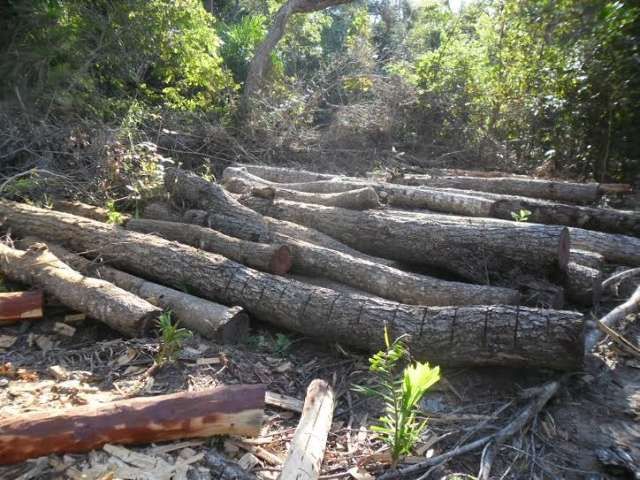 Propriet&aacute;rio rural &eacute; autuado em R$ 8 mil por derrubar 16 aroeiras
