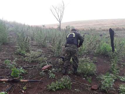 Polícia paraguaia encontra 10 hectares de maconha plantados na fronteira