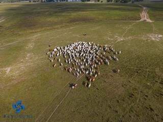 Imagens de drones também servem para apresentar fazendas.