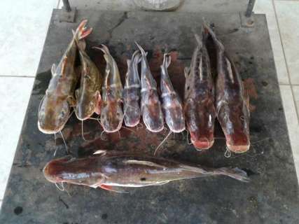 Na véspera da Páscoa, polícia multa 7 por pesca ilegal e predatória 