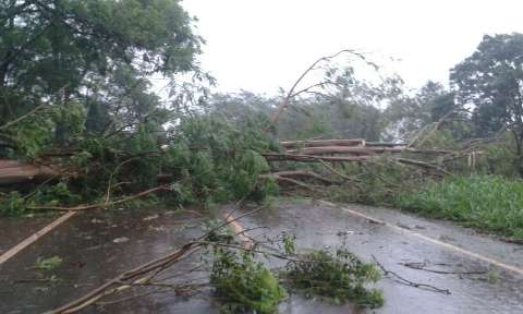 Árvores caem sobre a pista e interditam rodovia entre Dourados e Fátima do Sul