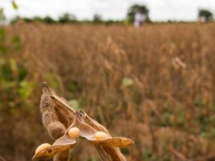 Estiagem afeta safra de soja e colheita deve cair para 9 milhões de toneladas
