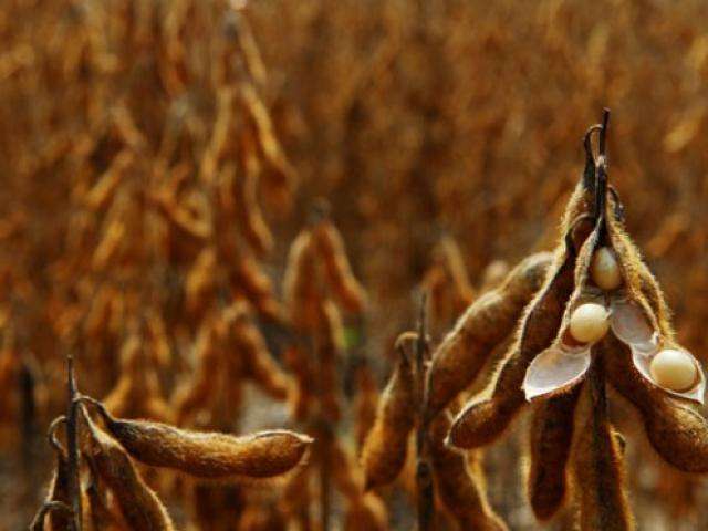 Prazo para cadastro de &aacute;reas plantadas de soja em MS termina nesta quinta-feira