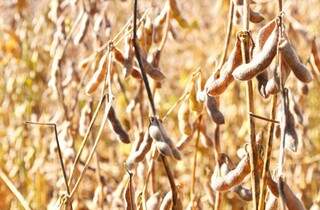 Já a produção de soja no Estado, deve ter aumento de 5%. (Foto: Famasul)