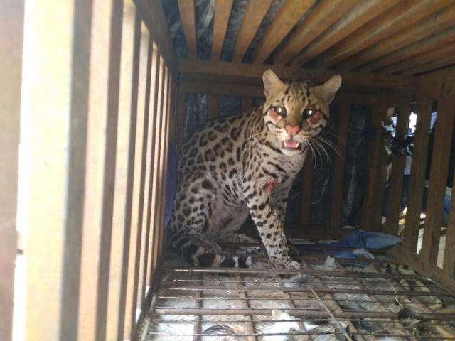 Jaguatirica ferida &eacute; capturada em pousada e trazida para a Capital 