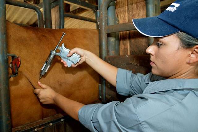 Amanh&atilde; na Embrapa lan&ccedil;amento da 2&ordf; etapa  da vacina&ccedil;&atilde;o contra aftosa