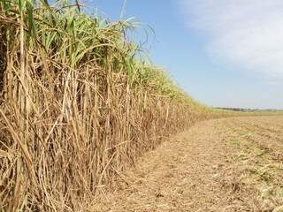 Cana-de-açúcar é destaque e pode aumentar a produção em 11% em Mato Grosso do Sul. (Foto: Rural Centro)