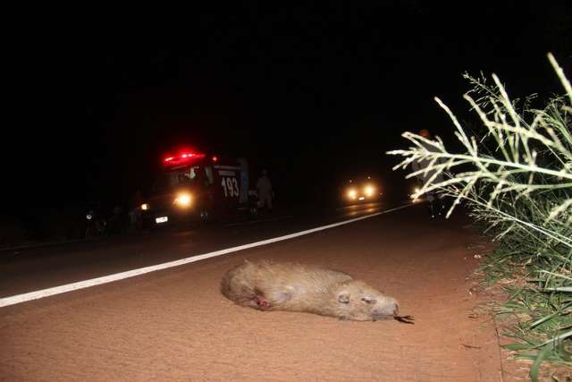 Motociclista fica ferido ap&oacute;s atropelar capivara que cruzou rodovia