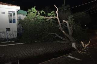 Àrvores caídas são vistas por toda a cidade (Foto: Marcelo Calazans)