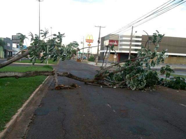 &Aacute;rvore amanhece ca&iacute;da em avenida e impede tr&aacute;fego na Mato Grosso 