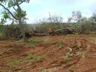 Foram derrubadas 78 árvores de várias espécie (Foto: Divulgação)