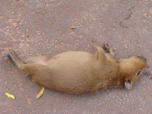 Filhote de capivara &eacute; encontrado morto atropelado no Parque das Na&ccedil;&otilde;es Ind&iacute;genas