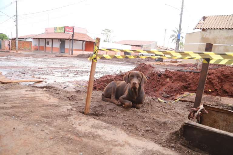 Cachorro "Corumbá", em trecho em obras. 