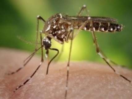 Dengue matou uma pessoa e leishmaniose duas neste ano em MS