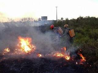 Bombeiros combatem foco de incêndio em vegetação em Corumbá (Foto: Diário Corumbaense)