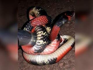 Dona de casa encontra serpente no quintal da resid&ecirc;ncia no Nova Lima