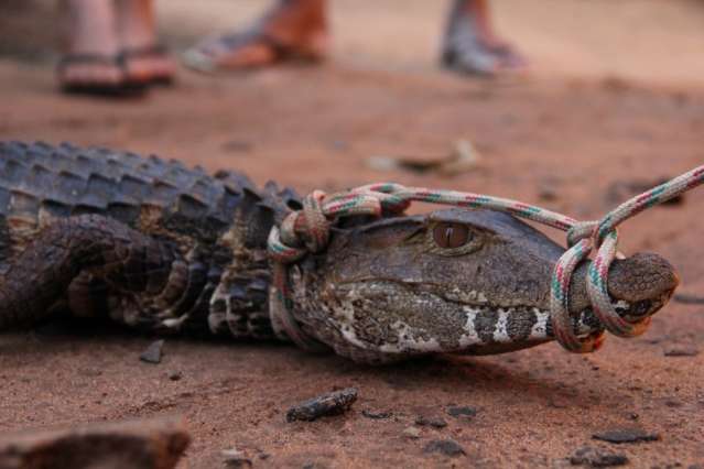 Morador encontra jacar&eacute; em quintal e coloca coleira para esperar PMA