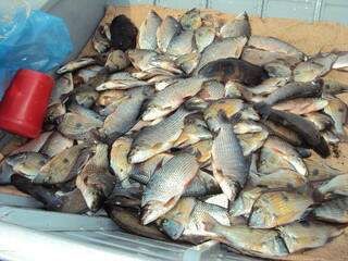 Pescado das espécies tucunaré, tilápia e curimbatá, foi apreendido em poder de pescador, que também foi multado em R$ 2 mil. (Foto: Divulgação).