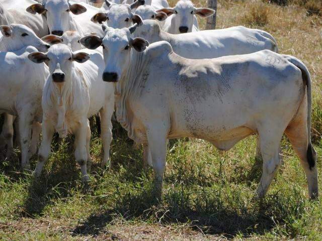Novilho MS inicia hoje com incentivos para produ&ccedil;&atilde;o de carne com qualidade
