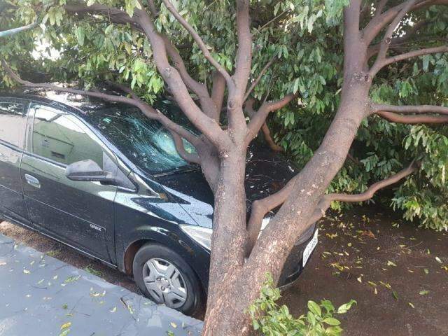 Vento forte derruba &aacute;rvore sobre carro estacionado em frente a bar