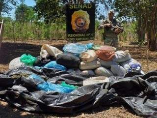 Senad paraguaia desmonta base para produção de maconha na fronteira Senad paraguaia desmonta base para produção de maconha na fronteira