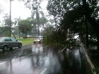 Árvore fecha três das quatro faixas de avenida e, frente à Prefeitura. (Foto: Filipe Prado)