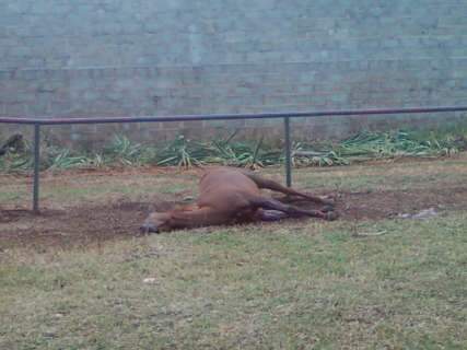  Égua arrematada em R$ 27 mil morre ao se ferir em barra de ferro no Parque de Exposições 