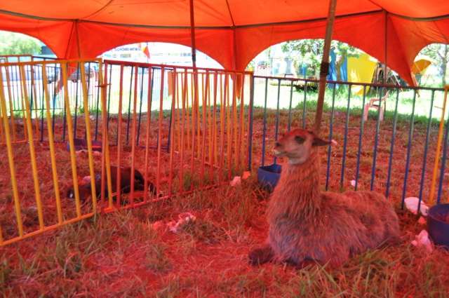 Pol&iacute;cia apreende animais e multa dono de circo em Sidrol&acirc;ndia