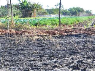 Incêndio não chegou atingir horta, mas o calor pode trazer consequencias para as verduras. (Foto: João Garrigó)